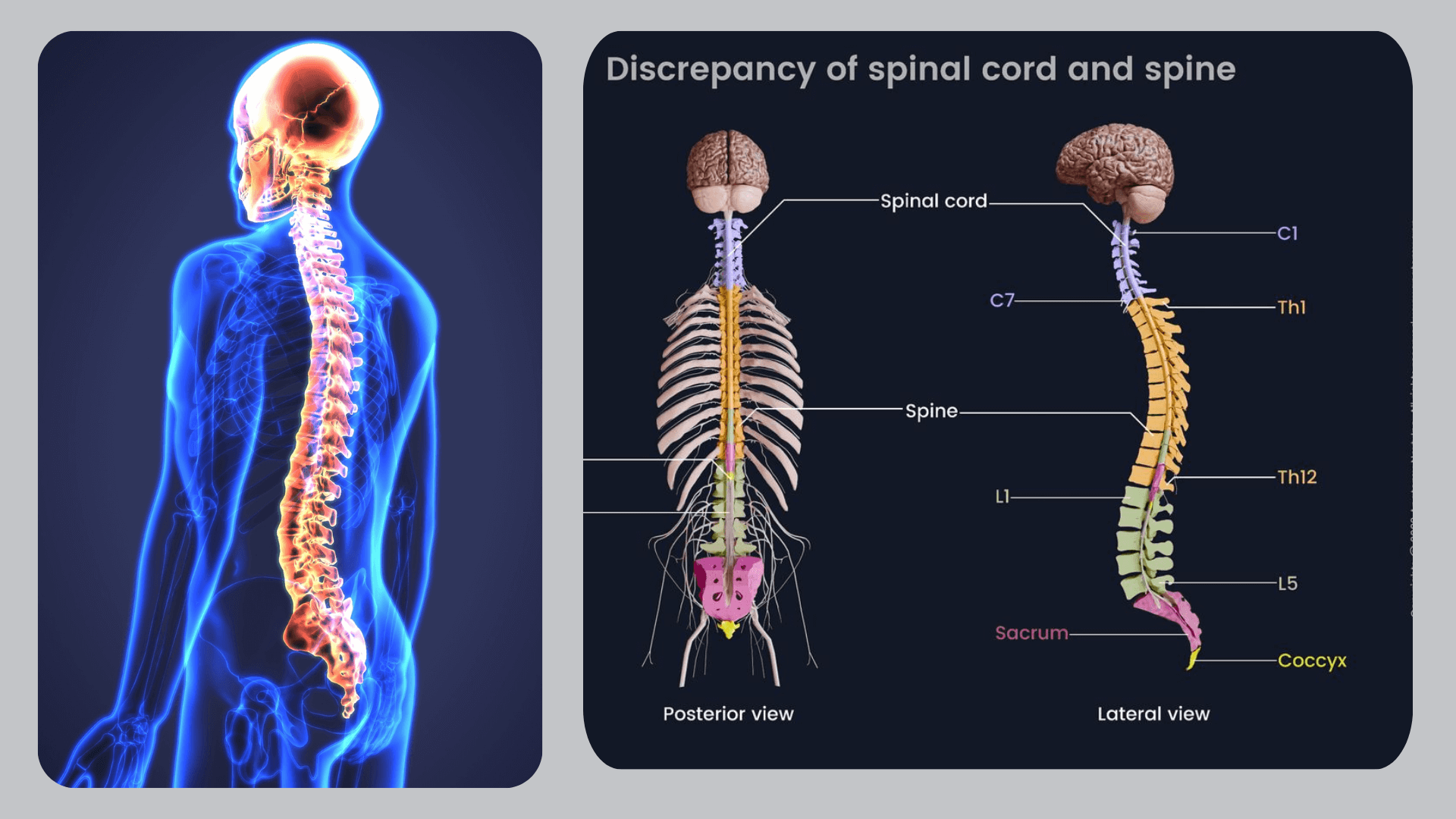 How is Brain and Spinal Cord Protected